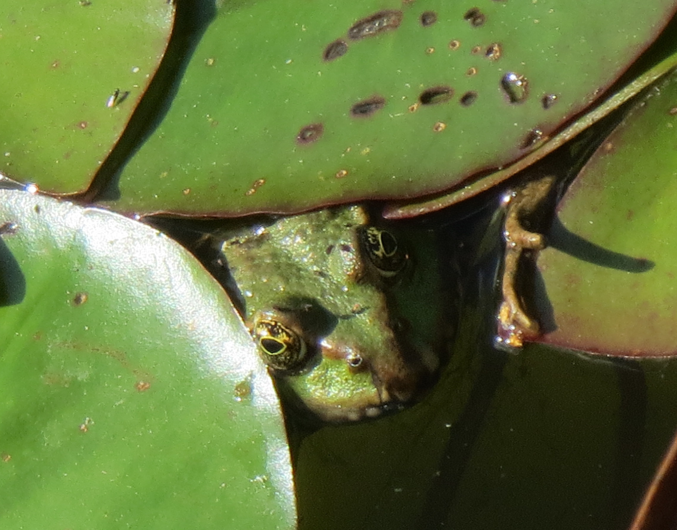 Frosch